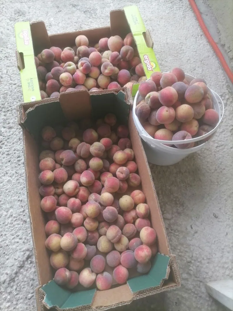 Саженцы персика, местный урожайный сорт