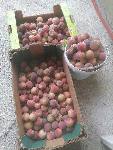 Саженцы персика, местный урожайный сорт