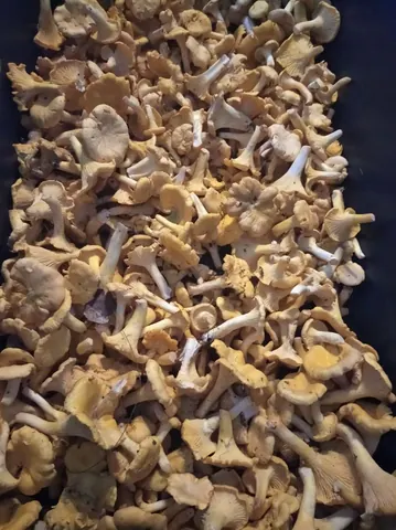 Лисички, очищены и перебраны