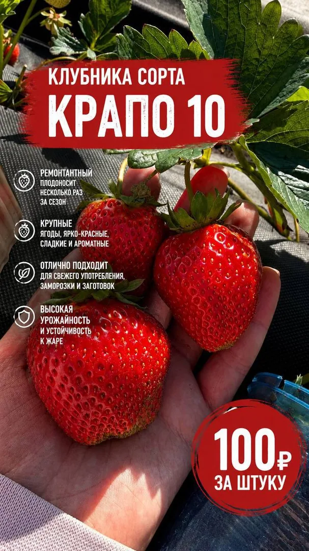 Саженцы клубники «Крапа» и «Мальвина»
