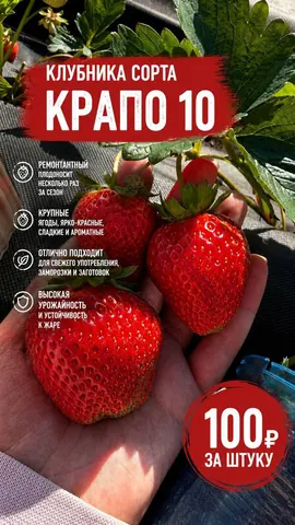 Саженцы клубники «Крапа» и «Мальвина»