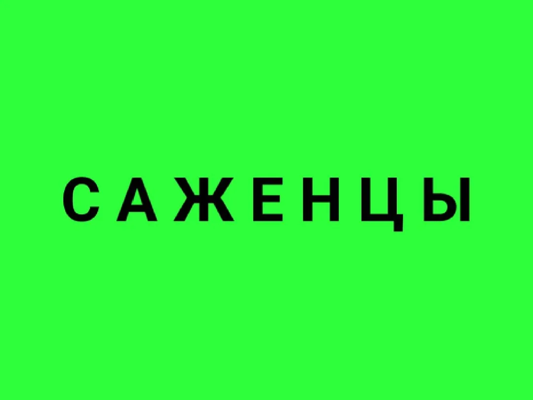 Саженцы: смородина, жимолость, орехи, персик