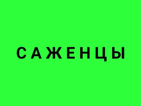Саженцы: смородина, жимолость, орехи, персик