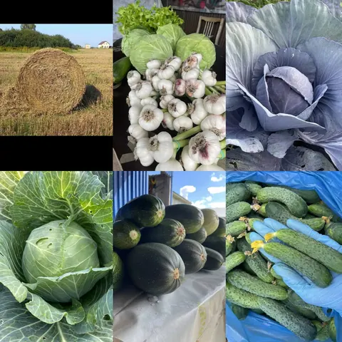 Овощи, зерно, корма, сено и солома, Мельниково