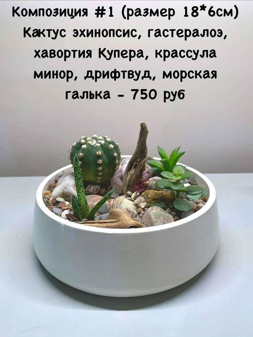 Композиции из живых растений к Дню учителя — фото 4