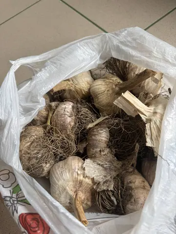 Чеснок большой