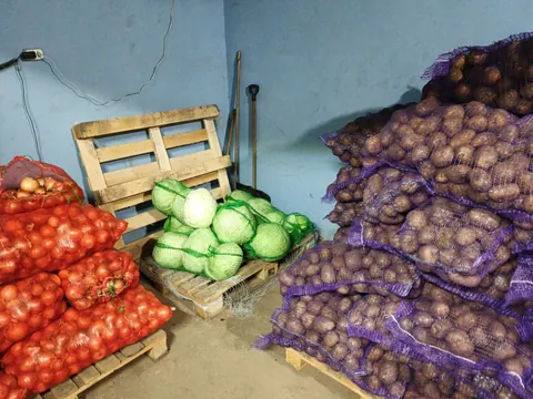 Капуста засолочная, картофель Гала, лук репчатый