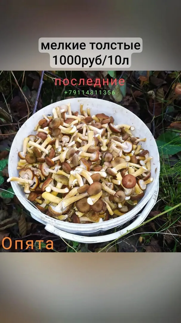 Опята, грузди солёные, соки лопуха и одуванчика — фото 3