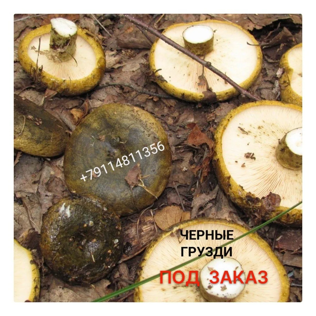 Настойка ежовика, девясил, сосновые шишки — фото 3