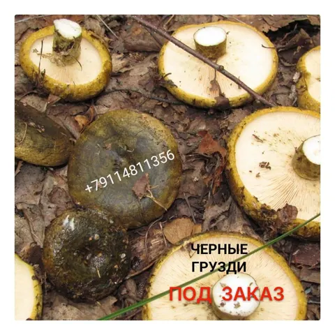 Кора осины, настойка коры, антипаразит с осиной