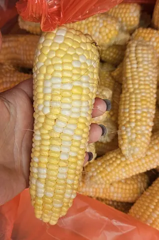 Кукуруза суперсладкая, чищенная