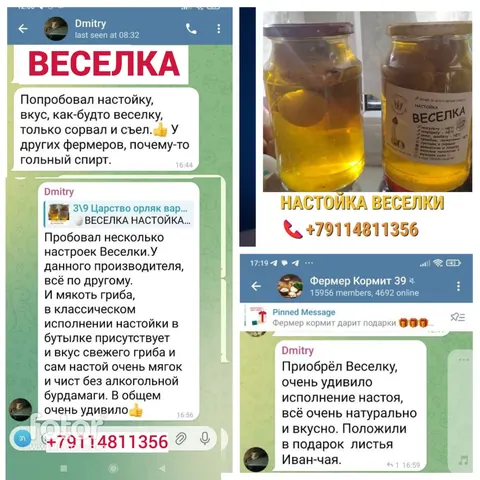 Веселка настойка, концентрат и растирка, черные груздь и чага