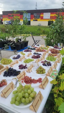 Саженцы ягодных культур и декоративные хвойные