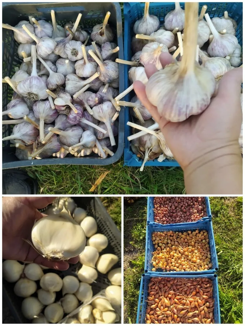 Чеснок и севок лука для посадки