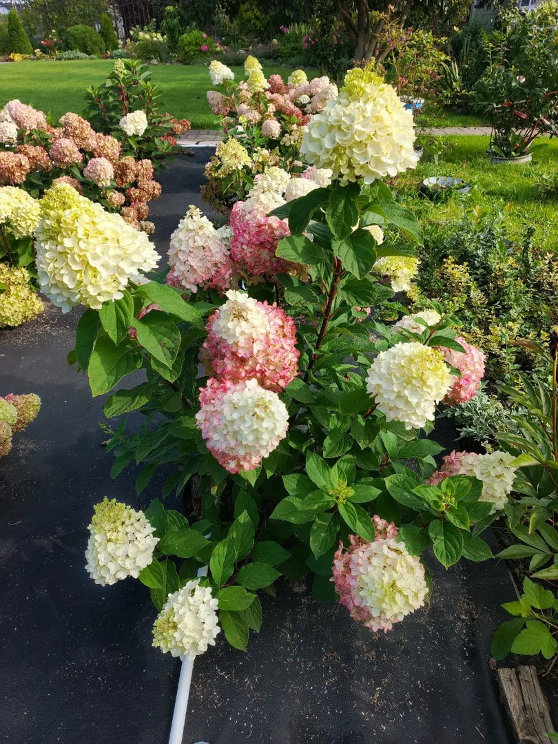 Метельчатые гортензии и другие растения — фото 3